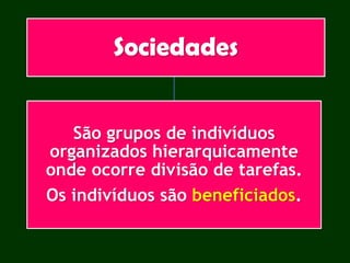 Sociedades
São grupos de indivíduos
organizados hierarquicamente
onde ocorre divisão de tarefas.
Os indivíduos são beneficiados.
 