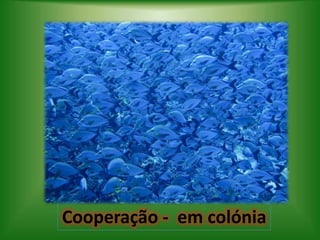 Cooperação - em colónia
 