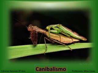 Ciências Naturais 8º Ano   Canibalismo   Professora: Mina Covas
 