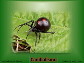 Ciências Naturais 8º Ano   Canibalismo   Professora: Mina Covas
 