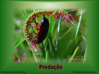 Predação
Ciências Naturais 8º Ano              Professora: Mina Covas
 
