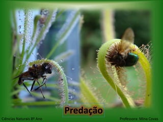 Predação
Ciências Naturais 8º Ano              Professora: Mina Covas
 