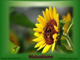 Ciências Naturais 8º Ano   Mutualismo   Professora: Mina Covas
 