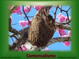 Ciências Naturais 8º Ano   Comensalismo   Professora: Mina Covas
 