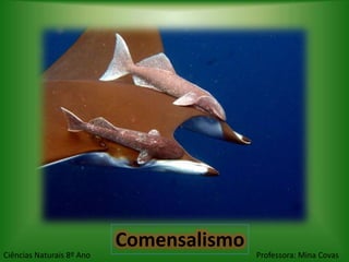 Comensalismo
Ciências Naturais 8º Ano                  Professora: Mina Covas
 