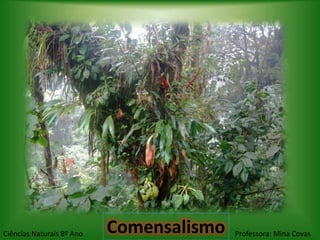 Ciências Naturais 8º Ano   Comensalismo   Professora: Mina Covas
 