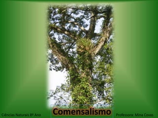 Ciências Naturais 8º Ano   Comensalismo   Professora: Mina Covas
 