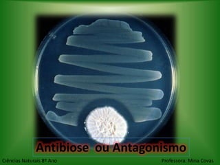 Antibiose ou Antagonismo
Ciências Naturais 8º Ano          Professora: Mina Covas
 