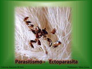 Parasitismo - Ectoparasita
Ciências Naturais 8º Ano           Professora: Mina Covas
 