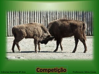 Ciências Naturais 8º Ano   Competição   Professora: Mina Covas
 