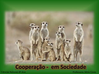 Cooperação - em Sociedade
Ciências Naturais 8º Ano          Professora: Mina Covas
 