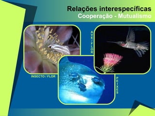 Relações interespecíficas Cooperação - Mutualismo P E I X E S A V E / F L O R INSECTO / FLOR 