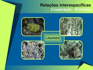 Relações interespecíficas Cooperação - Simbiose LÍQUENES 
