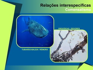 Relações interespecíficas Comensalismo ORQUÍDEAS / ÁRVORES TUBARÃO-BALEIA / RÉMORA 