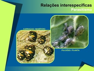 Relações interespecíficas Parasitismo CARRAÇAS / MAMÍFERO PULGÕES / PLANTA 