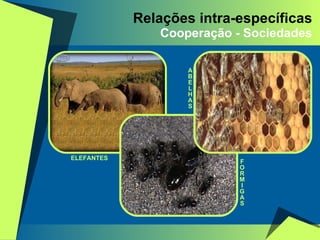 Relações intra-específicas Cooperação - Sociedades F O R M I G A S A B E L H A S ELEFANTES 