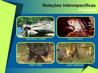 Relações interespecíficas Predação CROCODILO / COBRA CORUJA / RATO PEIXE / PEIXE LEÃO / MAMÍFERO 