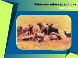 Relações interespecíficas Competição HIENAS / ABUTRES 