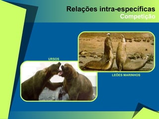 Relações intra-específicas Competição URSOS LEÕES MARINHOS 