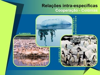 Relações intra-específicas Cooperação - Colónias FLAMINGOS P I N G U I N S C A R A V E L A P O R T U G U E S A 