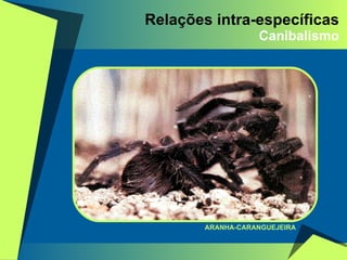 Relações intra-específicas Canibalismo ARANHA-CARANGUEJEIRA 