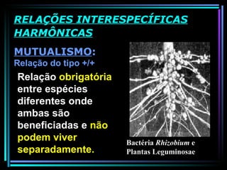 MUTUALISMO :  Relação do tipo +/+ RELAÇÕES INTERESPECÍFICAS HARMÔNICAS Relação  obrigatória  entre espécies diferentes onde ambas são beneficiadas e  não podem viver separadamente. Bactéria  Rhizobium  e Plantas Leguminosae 