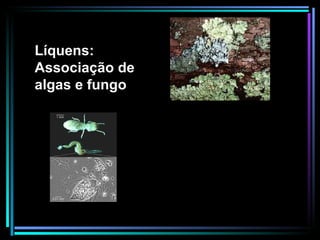 Líquens: Associação de algas e fungo 