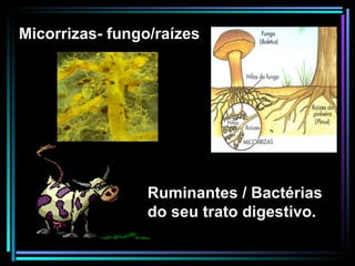 Ruminantes / Bactérias do seu trato digestivo. Micorrizas- fungo/raízes 