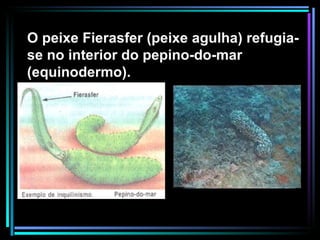 O peixe Fierasfer (peixe agulha) refugia-se no interior do pepino-do-mar (equinodermo). 