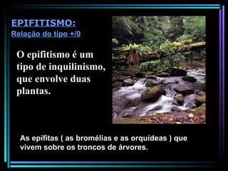 As epífitas ( as bromélias e as orquídeas ) que vivem sobre os troncos de árvores. EPIFITISMO: Relação do tipo +/0 O epifitismo é um tipo de inquilinismo, que envolve duas plantas.  