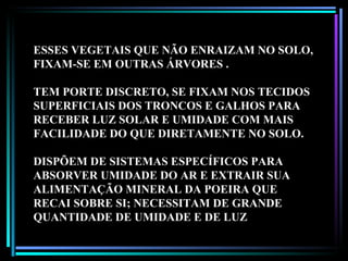 ESSES VEGETAIS QUE NÃO ENRAIZAM NO SOLO, FIXAM-SE EM OUTRAS ÁRVORES . TEM PORTE DISCRETO, SE FIXAM NOS TECIDOS SUPERFICIAIS DOS TRONCOS E GALHOS PARA RECEBER LUZ SOLAR E UMIDADE COM MAIS FACILIDADE DO QUE DIRETAMENTE NO SOLO.  DISPÕEM DE SISTEMAS ESPECÍFICOS PARA ABSORVER UMIDADE DO AR E EXTRAIR SUA ALIMENTAÇÃO MINERAL DA POEIRA QUE RECAI SOBRE SI; NECESSITAM DE GRANDE QUANTIDADE DE UMIDADE E DE LUZ 