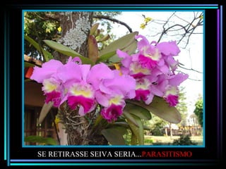 SE RETIRASSE SEIVA SERIA... PARASITISMO 
