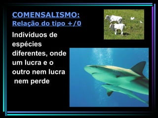 Indivíduos de  espécies diferentes, onde um lucra e o  outro nem lucra nem perde COMENSALISMO: Relação do tipo +/0 