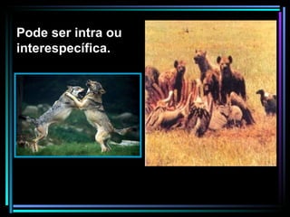 Pode ser intra ou interespecífica. 