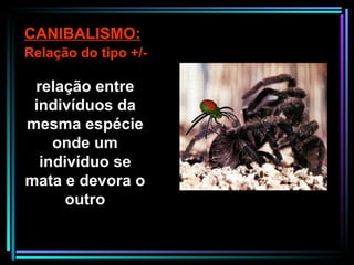 relação entre indivíduos da mesma espécie  onde um indivíduo se mata e devora o outro CANIBALISMO: Relação do tipo +/- 