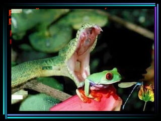 O predador captura e mata a presa, que lhe servirá de alimento. PREDATISMO: Relação do tipo +/- RELAÇÕES INTERESPECÍFICAS DESARMÔNICAS 