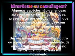 Mimetismo ou camuflagem? M i m e t i s m o :  Algumas espécies não-venenosas apresentam certas características, preservadas por seleção natural, que lhes conferem semelhanças com espécies venenosas ou não palatáveis.   C a m u f l a g e m: Um organismo se assemelha a outro ou a um aspecto do meio ambiente, de modo que fique imperceptível pelo menos quando não está em movimento. 
