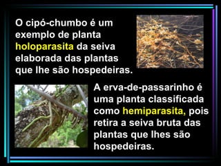 O cipó-chumbo é um exemplo de planta  holoparasita  da seiva elaborada das plantas que lhe são hospedeiras.  A erva-de-passarinho é uma planta classificada como  hemiparasita,  pois retira a seiva bruta das plantas que lhes são hospedeiras. 