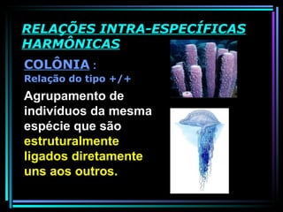RELAÇÕES INTRA-ESPECÍFICAS HARMÔNICAS COLÔNIA  : Relação do tipo +/+ Agrupamento de indivíduos da mesma espécie que são  estruturalmente ligados diretamente uns aos outros.  