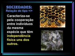 Caracteriza-se pela cooperação entre indivíduos da mesma espécie que têm  independência física uns dos outros.  SOCIEDADES:  Relação do tipo +/+ 