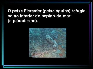 O peixe Fierasfer (peixe agulha) refugia-se no interior do pepino-do-mar (equinodermo). 