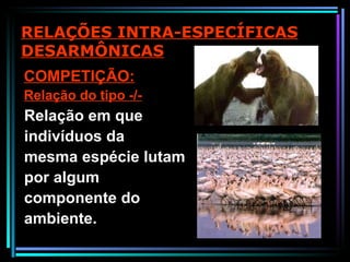 RELAÇÕES INTRA-ESPECÍFICAS DESARMÔNICAS COMPETIÇÃO: Relação do tipo -/- Relação em que indivíduos da mesma espécie lutam por algum componente do ambiente.  