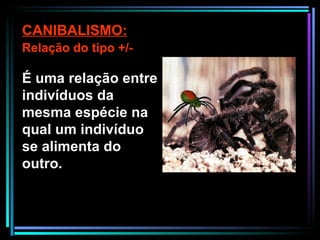 É uma relação entre indivíduos da mesma espécie  na qual um indivíduo se alimenta do outro. CANIBALISMO: Relação do tipo +/- 