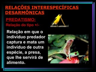 Relação em que o indivíduo predador captura e mata um indivíduo de outra espécie, a presa, que lhe servirá de alimento. PREDATISMO: Relação do tipo +/- RELAÇÕES INTERESPECÍFICAS DESARMÔNICAS 
