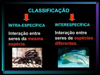INTERESPECÍFICA Interação entre seres de  espécies diferentes. CLASSIFICAÇÃO I NTRA-ESPECÍFICA Interação entre seres da  mesma espécie.  