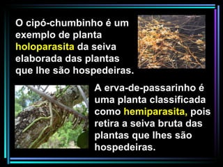 O cipó-chumbinho é um exemplo de planta  holoparasita  da seiva elaborada das plantas que lhe são hospedeiras.  A erva-de-passarinho é uma planta classificada como  hemiparasita,  pois retira a seiva bruta das plantas que lhes são hospedeiras. 