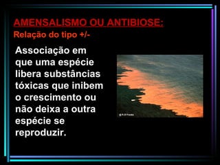 Associação em que uma espécie libera substâncias tóxicas que inibem o crescimento ou não deixa a outra espécie se reproduzir.  AMENSALISMO OU ANTIBIOSE: Relação do tipo +/- 