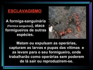 ESCLAVAGISMO A formiga-sanguinária  ( Formica sanguinea ), ataca formigueiros de outras espécies.  Matam ou expulsam as operárias, capturam as larvas e pupas das vítimas  e as levam para o seu formigueiro, onde trabalharão como operárias sem poderem de lá sair ou reproduzirem-se. 