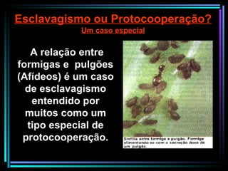 A relação entre formigas e  pulgões (Afídeos) é um caso de esclavagismo entendido por muitos como um tipo especial de protocooperação. Esclavagismo ou Protocooperação? Um caso especial 