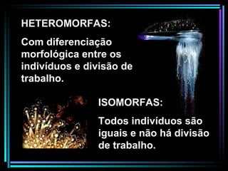 HETEROMORFAS:  Com diferenciação morfológica entre os indivíduos e divisão de trabalho. ISOMORFAS:  Todos indivíduos são iguais e não há divisão de trabalho. 